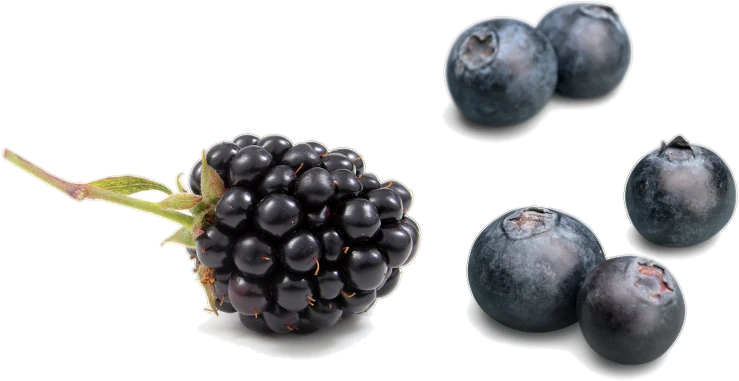 A fresh blackberry with its stem next to five ripe blueberries
