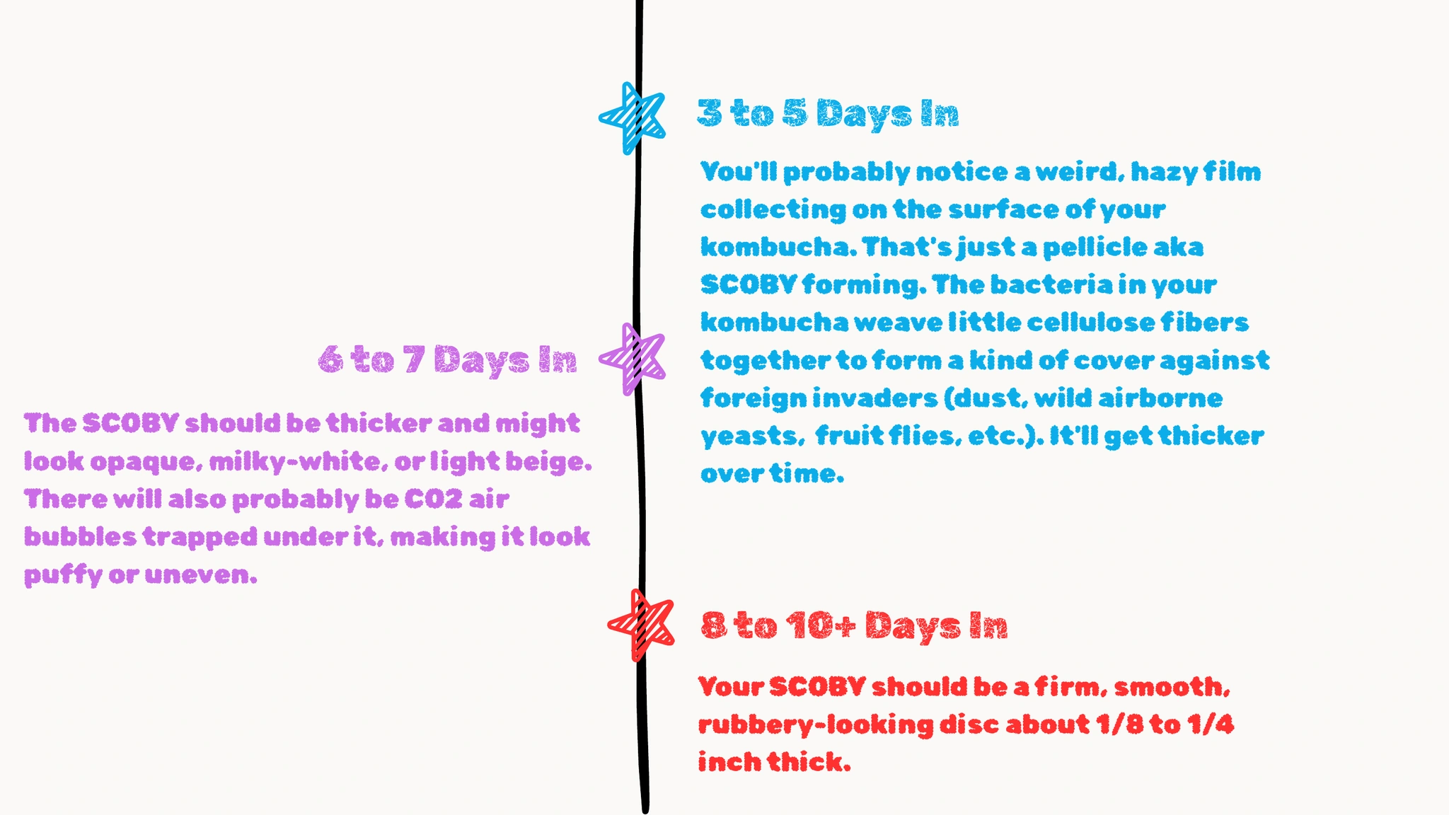 Timeline showing SCOBY development: a hazy film forming on days 3 to 5, a thicker opaque SCOBY with CO2 bubbles on days 6 to 7, and a firm rubbery disc about 1/8 to 1/4 inch thick on days 8 to 10 and beyond